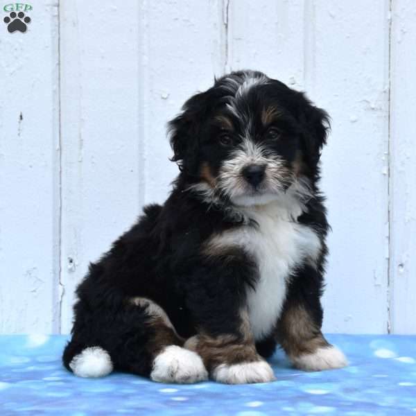 Chief, Mini Bernedoodle Puppy